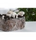 Thanvi Shroomness Premium Grain Spawn Button Mushroom (Seeds) 350 grams